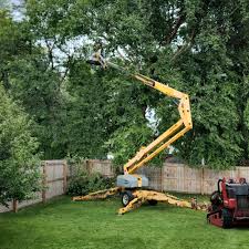 Best Tree Maintenance Programs  in Salina, OK