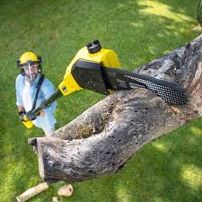 Best Palm Tree Trimming  in Salina, OK