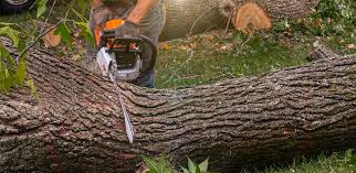 Best Hazardous Tree Removal  in Salina, OK