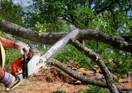 Best Storm Damage Tree Cleanup  in Salina, OK