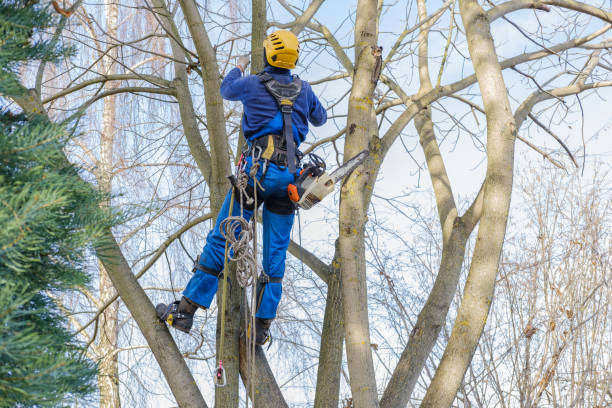 Best Utility Line Clearance  in Salina, OK