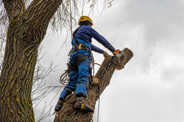 Best Tree Preservation Services  in Salina, OK