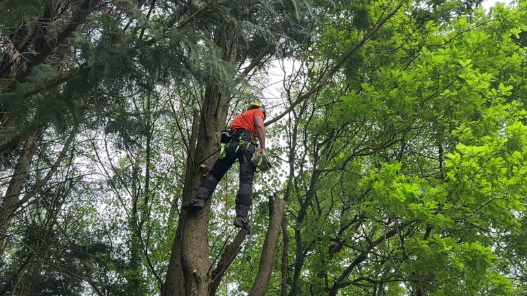 Best Root Management and Removal  in Salina, OK