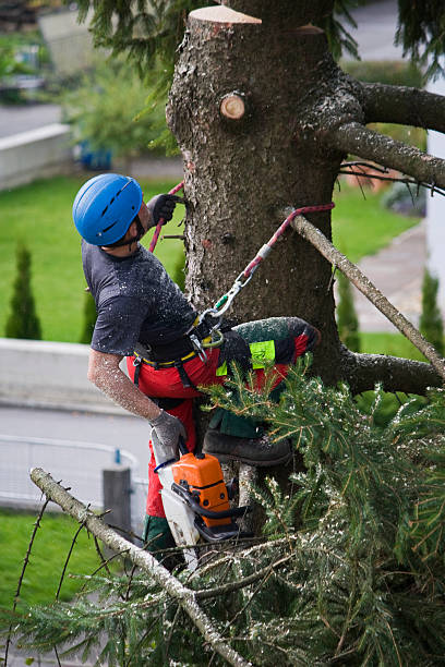 Best Tree Removal  in Salina, OK