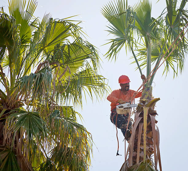 Best Tree Disease Treatment  in Salina, OK
