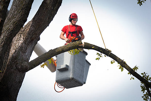 Reliable Salina, OK Tree Services Solutions