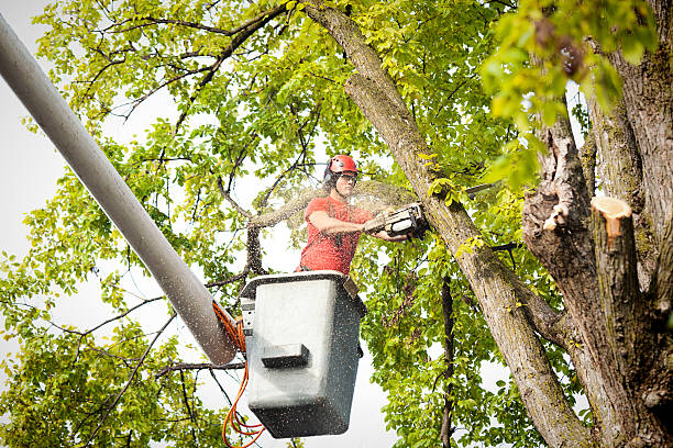 Best Seasonal Cleanup (Spring/Fall)  in Salina, OK
