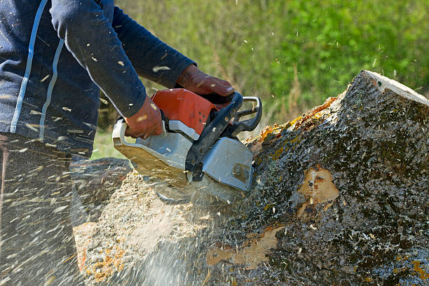 Best Tree Fertilization  in Salina, OK